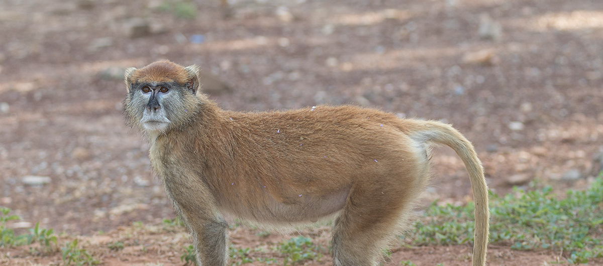 Una mangosta entre la hierba